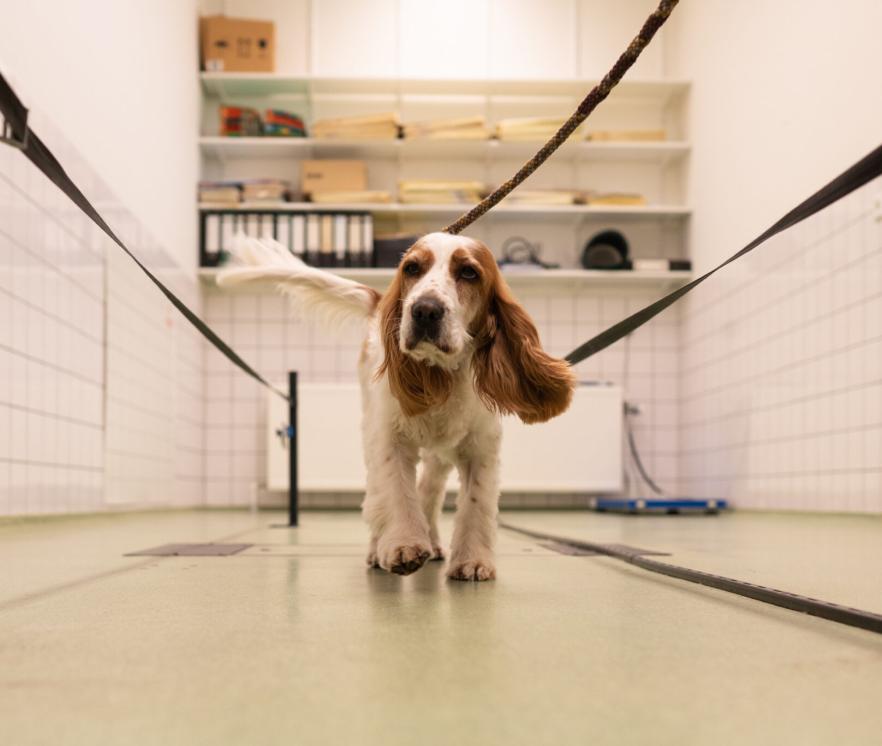 Honden met artrose