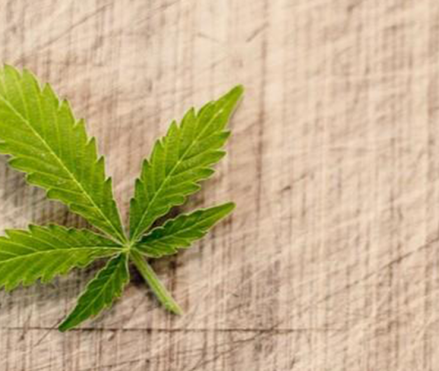 Cannabis
